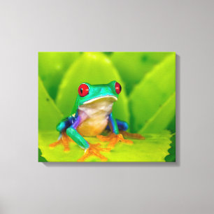 Rotaugenklaubfrosch, Costa Rica Leinwanddruck