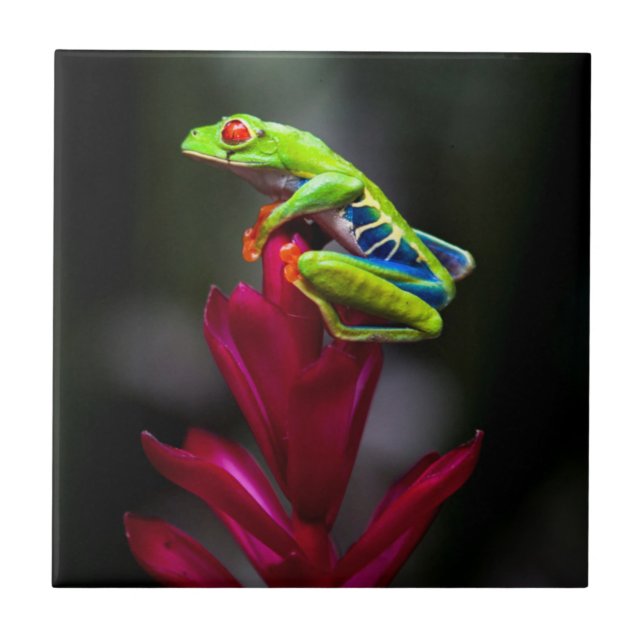 Rotaugenklaubfrosch Fliese (Vorderseite)
