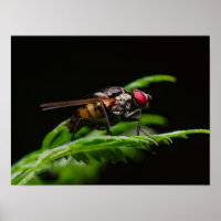 Rotäugige Fliege auf einem grünen Blatt sitzend