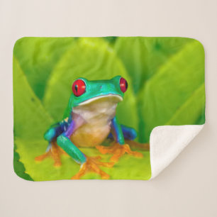 Rotaugiger Laubfrosch, Costa Rica Sherpadecke