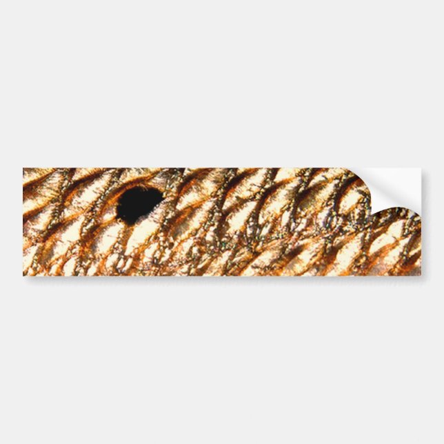 "Rotbarsch-" - rote Trommel durch PatternWear© Autoaufkleber (Vorne)