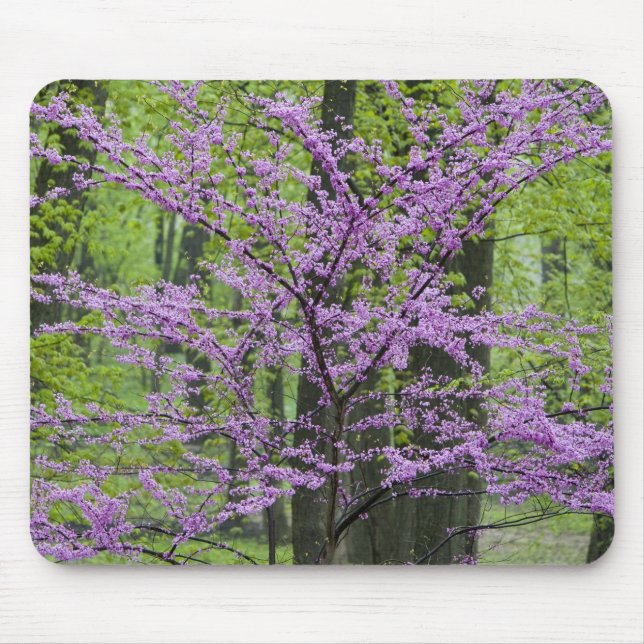 Rotbäume im vollen Frühling blühen in der Nähe von Mousepad (Vorne)