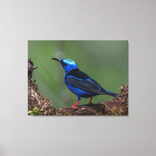 Rotbein-Honigfresser in Costa Rica Leinwanddruck
