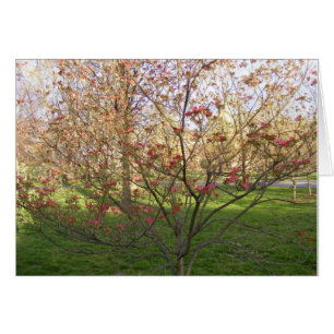 Rotblühendes Dogwood