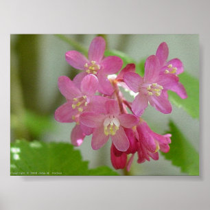 Rotblühstrom Poster