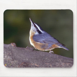 Rotbrüstiger Kleiber auf Niederlassung Mousepad