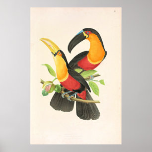 Rotbrusttukan Poster