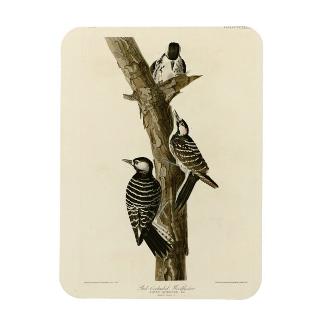Rotcockaded Woodpecker Audubons Vögel von Amerika Magnet (Vertikal)