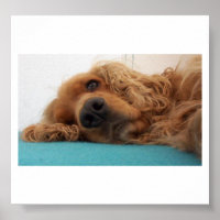 Rotdeutsch Cocker spaniel 2.png