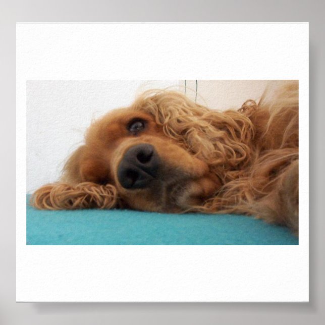 Rotdeutsch Cocker spaniel 2.png Poster (Vorne)