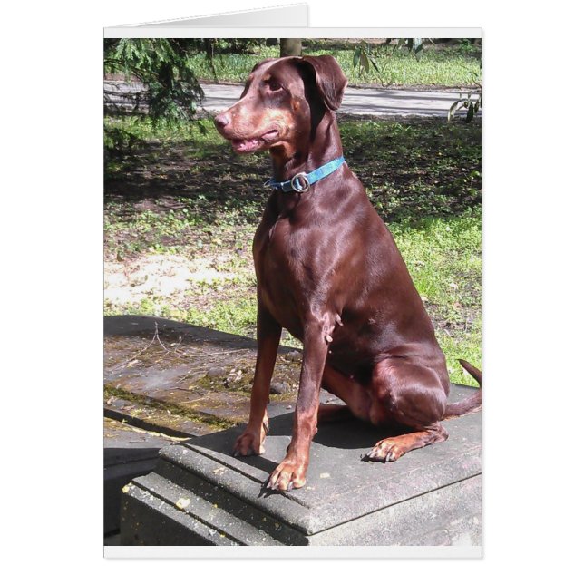 Rotdoberman (Vorne)