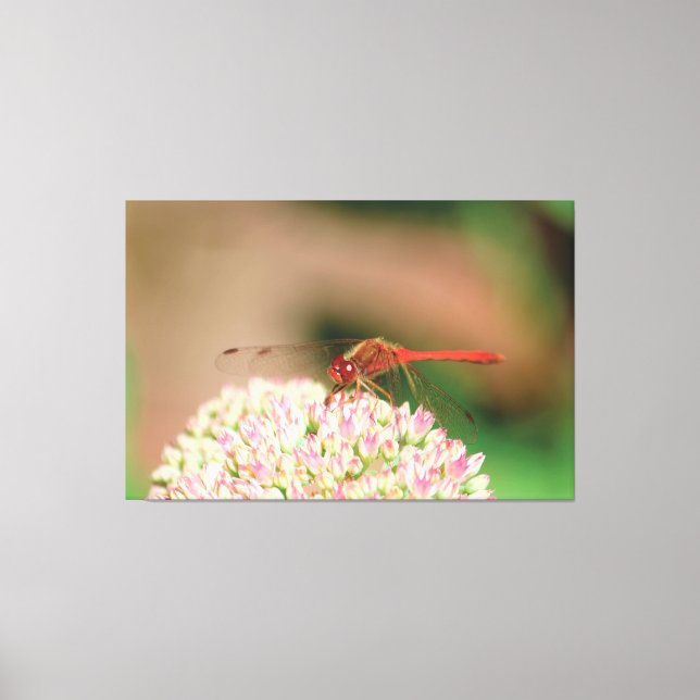 Rotdrachenfotografie Leinwanddruck (Vorderseite)