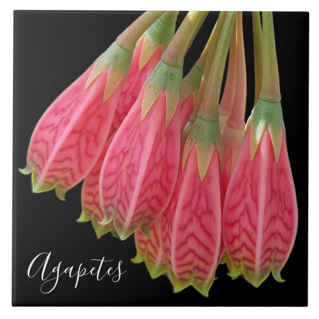 Rote Agapetes-Blume Fliese (Vorderseite)