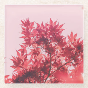 Rote Ahornblätter auf Rosa Glasuntersetzer