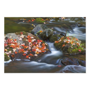 Rote Ahornblätter bedecken die Felsen in der Fotodruck