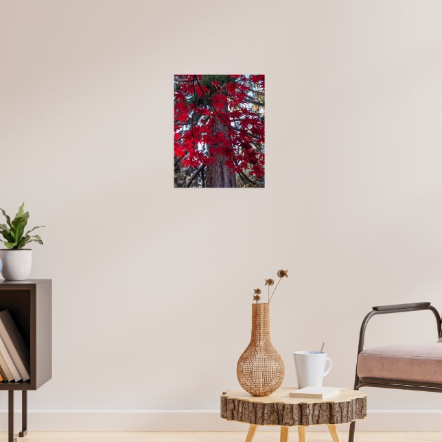 Rote Ahornfische Blätter und RiesenSequoia Poster (Wohnzimmer 3)