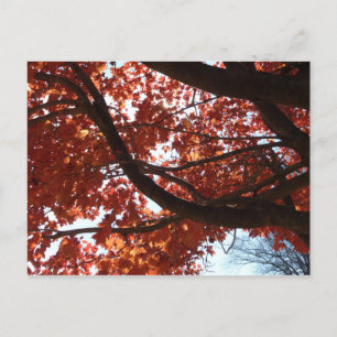 Rote Ahornzweige Herbstfarben Postkarte