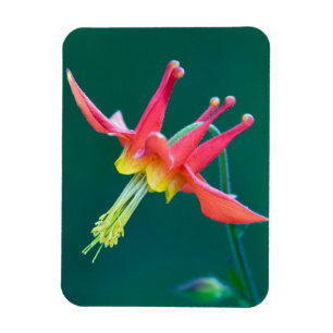 Rote Akelei Magnet
