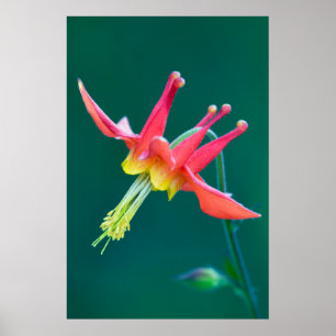 Rote Akelei Poster