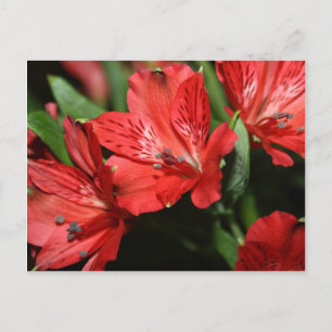 Rote Alstroemeria Blume Postkarte