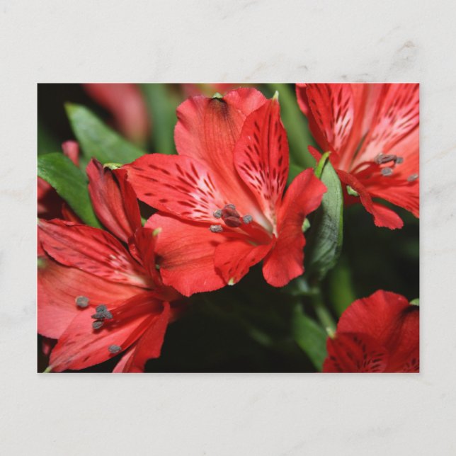 Rote Alstroemeria Blume Postkarte (Vorderseite)