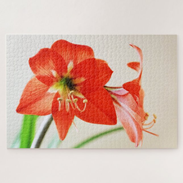 Rote Amaryllis-Blume Puzzle (Horizontal)
