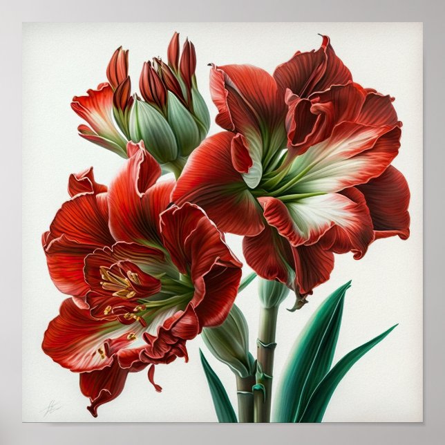 Rote Amaryllis-Blumen-Kunstposter Poster (Vorne)