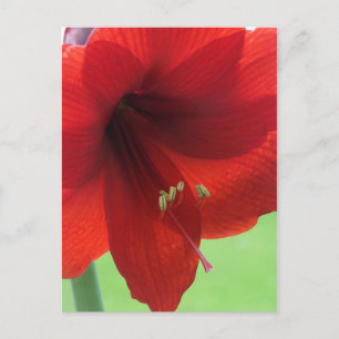 Rote Amaryllis-Blumen-Naturgarten-Postkarte Postkarte