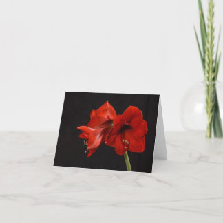 Rote Amaryllis Dankeskarte