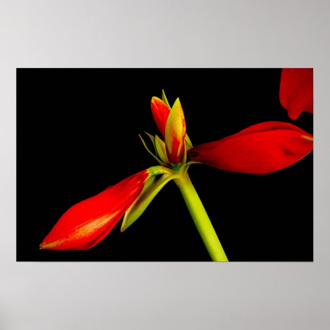 Rote Amaryllis in Schwarz Poster (Vorne)