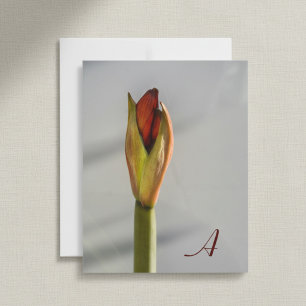 Rote Amaryllis-Knospe Elegant Minimalistischer Fot Mitteilungskarte