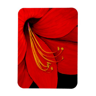Rote Amaryllis Magnet