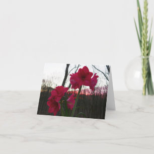 Rote Amaryllis und Winter-Sonnenaufgang Feiertagskarte