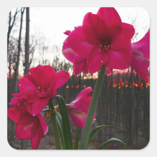Rote Amaryllis und Winter-Sonnenaufgang Quadratischer Aufkleber