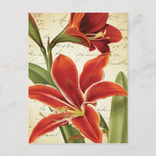 Rote Amaryllis-Weihnachtsblume Botanisch Feiertagspostkarte