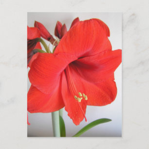 Rote Amaryllis-Weihnachtsblume Postkarte