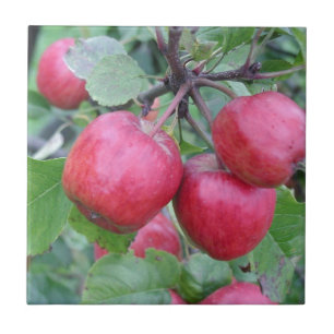 Rote Äpfel im Baum Fliese