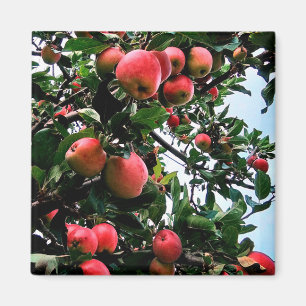Rote Äpfel Magnet