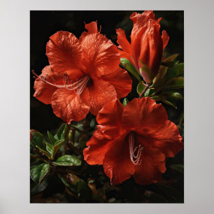 Rote Azalea Blume Art Print Poster