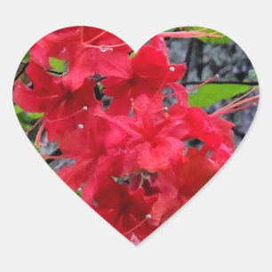Rote Azalea Blume Herz-Aufkleber
