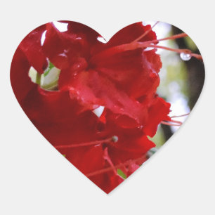 Rote Azalea Blume Herz-Aufkleber