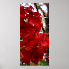 Rote Azalea Blume Poster