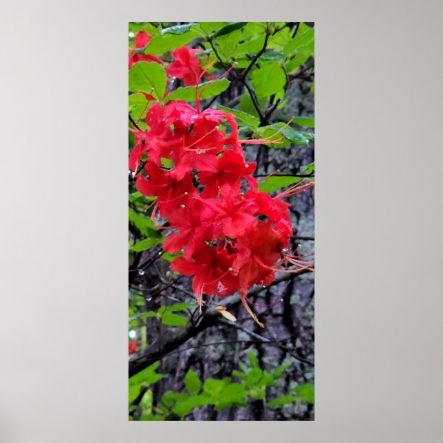 Rote Azalea Blume Poster (Vorne)