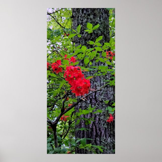 Rote Azalea Blume Poster (Vorne)