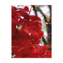 Rote Azalea Blume