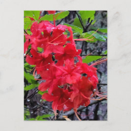 Rote Azalea Blume Postkarte