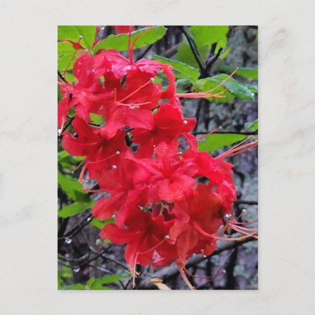 Rote Azalea Blume Postkarte (Vorderseite)