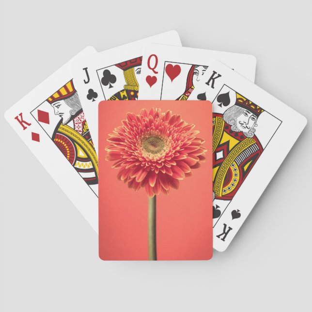 Rote Barberton Gerbera-Gänseblümchen-Blume Spielkarten (Rückseite)