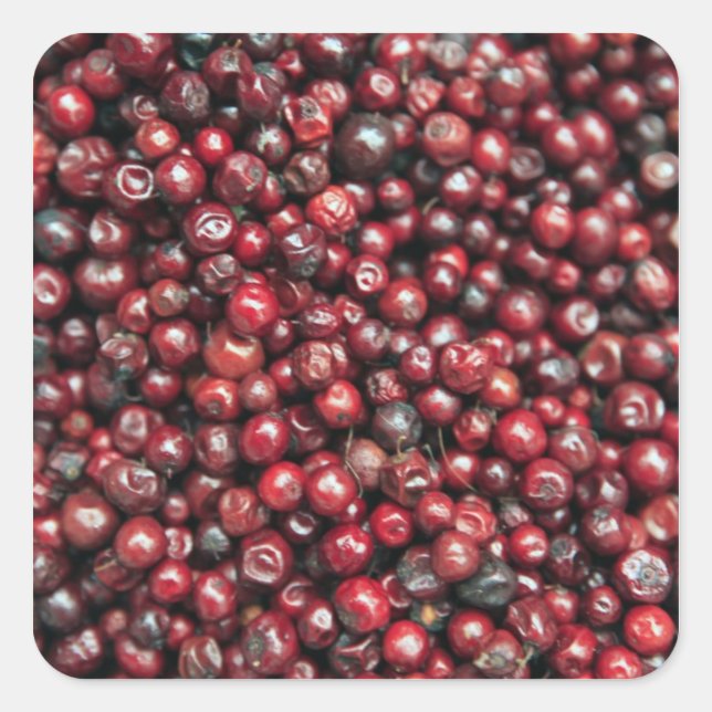 Rote Beeren des Himalaya Quadratischer Aufkleber (Vorderseite)