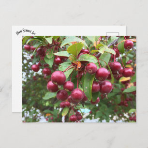 rote Beeren Postkarte